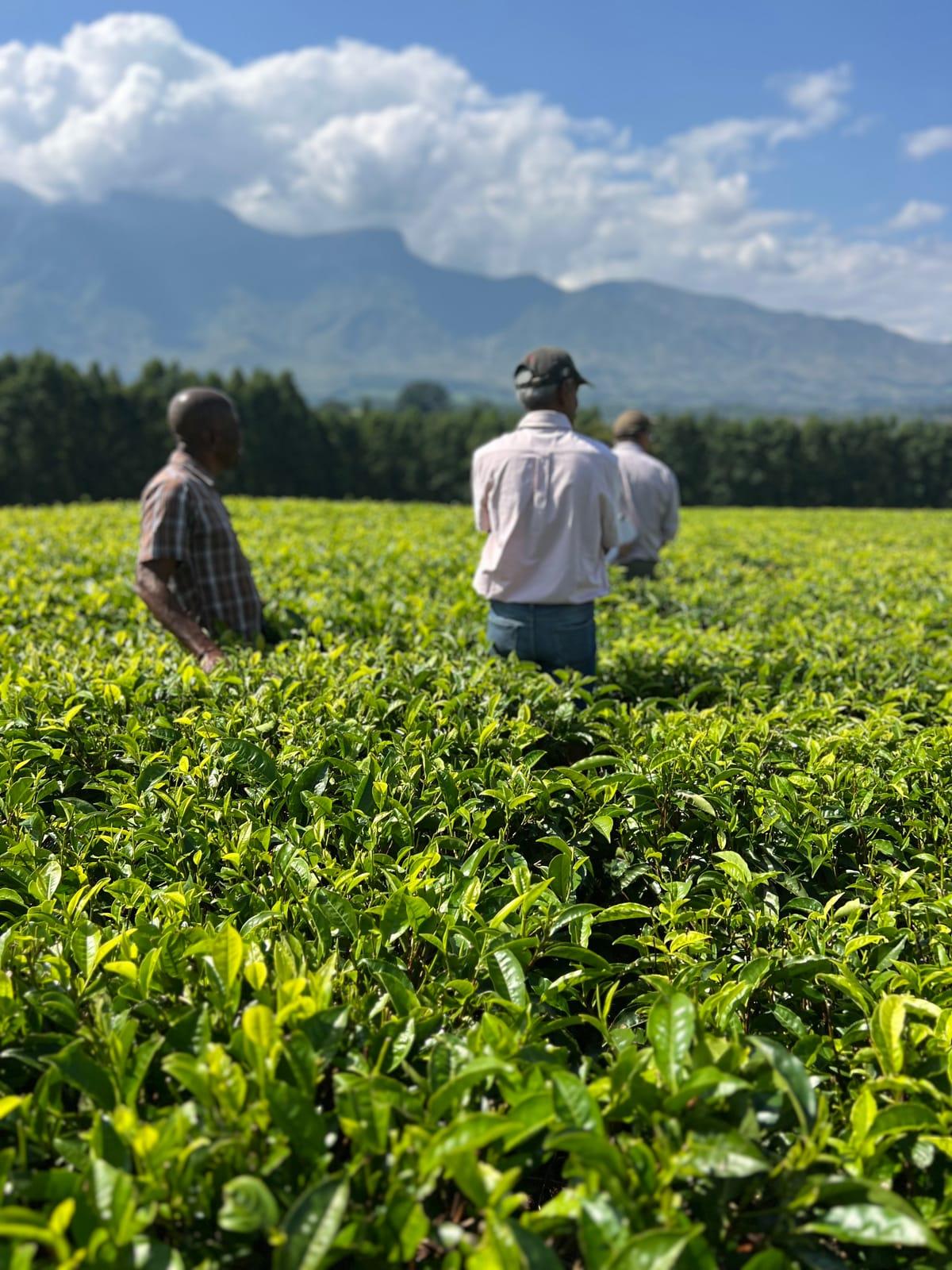 Estate managers walking through a tea field