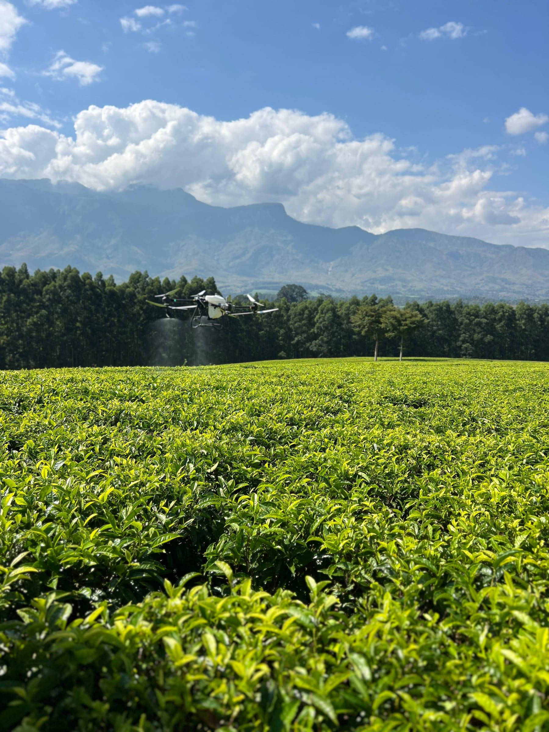 Serafin spray drone flying low over a green crop field in Malawi
