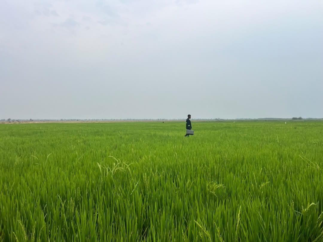 Serafin team member walking through a rice field in Salima
